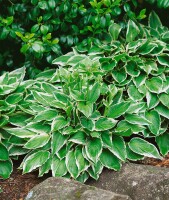 Hosta undulata Albomarginata 11 cm Topf - Größe nach Saison