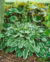 Hosta undulata Albomarginata 11 cm Topf - Größe nach Saison