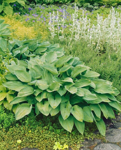 Hosta undulata Erromena 11 cm Topf - Größe nach Saison