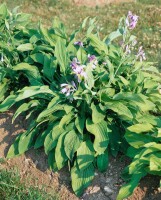 Hosta undulata Erromena 11 cm Topf - Größe nach Saison