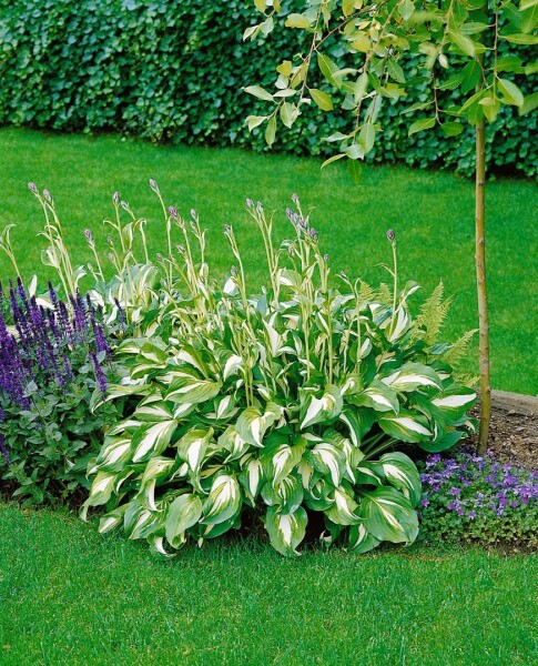 Hosta undulata Mediovariegata 11 cm Topf - Größe nach Saison