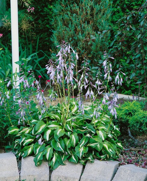 Hosta undulata Univittata 11 cm Topf - Größe nach Saison