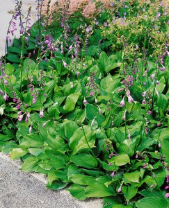 Hosta ventricosa 9 cm Topf - Größe nach Saison