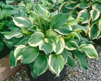 Hosta ventricosa 9 cm Topf - Größe nach Saison