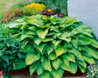 Hosta ventricosa 9 cm Topf - Größe nach Saison