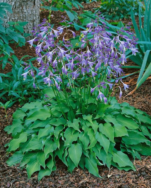 Hosta venusta 9 cm Topf - Größe nach Saison