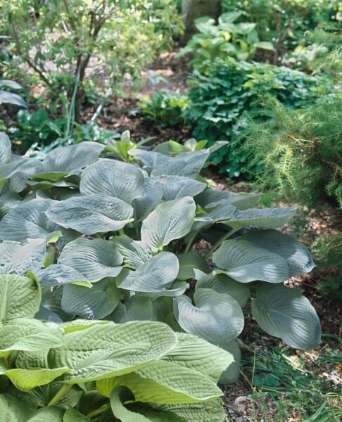 Hosta x cult.Empress Wu 11 cm Topf - Größe nach Saison