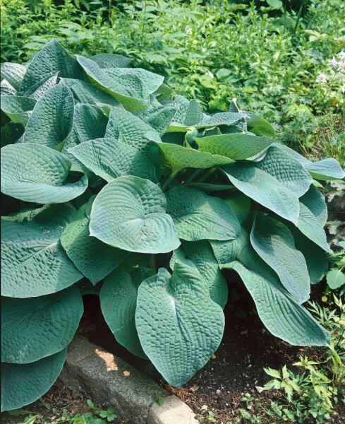 Hosta x cult.Green Friend Tomatoes 11 cm Topf - Größe nach Saison