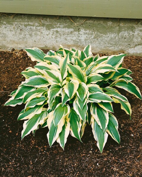 Hosta x cult.Ground Master 11 cm Topf - Größe nach Saison