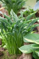 Hosta x cult.Praying Hands 11 cm Topf - Größe nach Saison