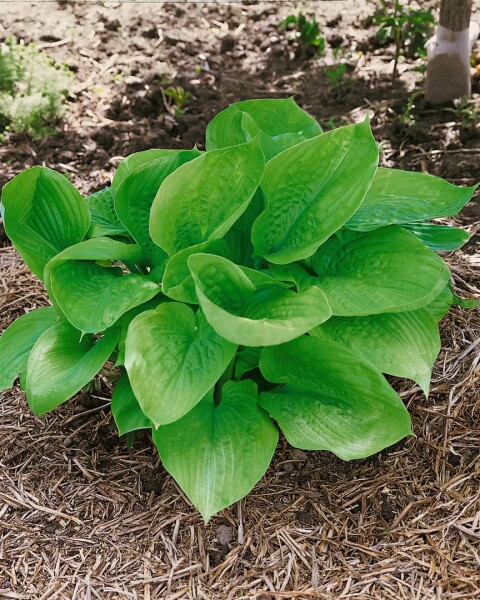 Hosta x cult.Sum and Substance 11 cm Topf - Größe nach Saison