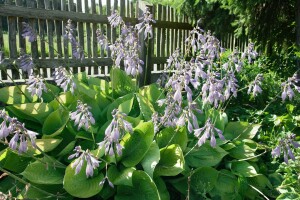 Hosta x cult.Sum and Substance 11 cm Topf - Größe nach Saison