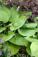 Hosta x cult.Sum and Substance 11 cm Topf - Größe nach Saison