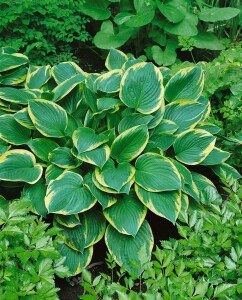 Hosta x fortunei Aureomarginata 11 cm Topf - Größe nach Saison