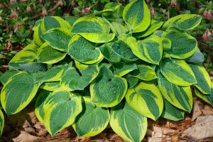 Hosta x fortunei Aureomarginata 11 cm Topf - Größe nach Saison