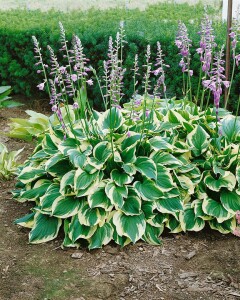 Hosta x fortunei Aureomarginata 11 cm Topf - Größe nach Saison