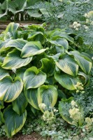 Hosta x fortunei Aureomarginata 11 cm Topf - Größe nach Saison