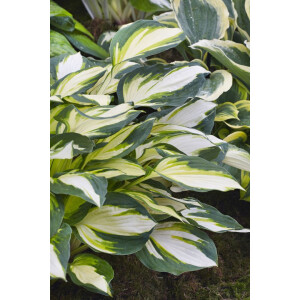 Hosta x fortunei Fire and Ice 11 cm Topf -...