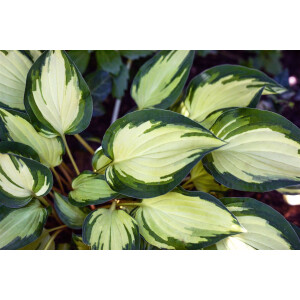 Hosta x fortunei Fire and Ice 11 cm Topf -...