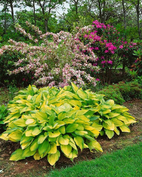 Hosta x fortunei Gold Standard 11 cm Topf - Größe nach Saison