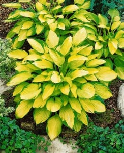 Hosta x fortunei Gold Standard 11 cm Topf - Größe nach Saison