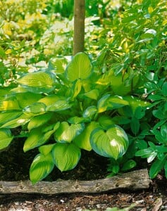 Hosta x fortunei Gold Standard 11 cm Topf - Größe nach Saison