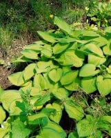 Hosta x fortunei Gold Standard 11 cm Topf - Größe nach Saison