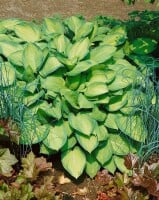 Hosta x fortunei Gold Standard 11 cm Topf - Größe nach Saison