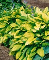 Hosta x fortunei Gold Standard 11 cm Topf - Größe nach Saison