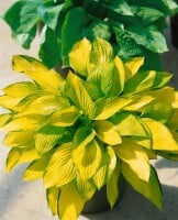 Hosta x fortunei Gold Standard 11 cm Topf - Größe nach Saison