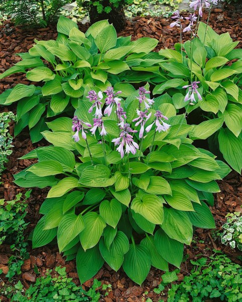 Hosta x fortunei Hyacinthina 11 cm Topf - Größe nach Saison