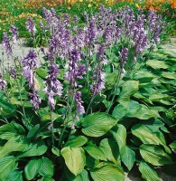 Hosta x fortunei Hyacinthina 11 cm Topf - Größe nach Saison