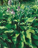 Hosta x fortunei Hyacinthina 11 cm Topf - Größe nach Saison