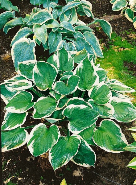 Hosta x fortunei Minuteman 11 cm Topf - Größe nach Saison