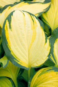 Hosta x fortunei Orange Marmalade 9 cm Topf - Größe nach Saison