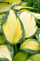 Hosta x fortunei Orange Marmalade 9 cm Topf - Größe nach Saison