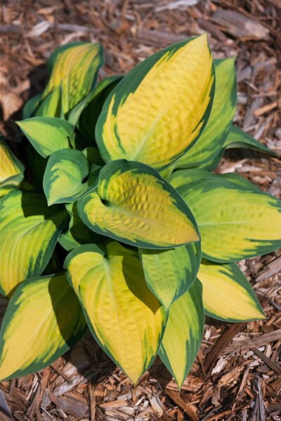 Hosta x fortunei Orange Marmalade 11 cm Topf - Größe nach Saison