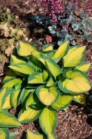 Hosta x fortunei Orange Marmalade 11 cm Topf - Größe nach Saison