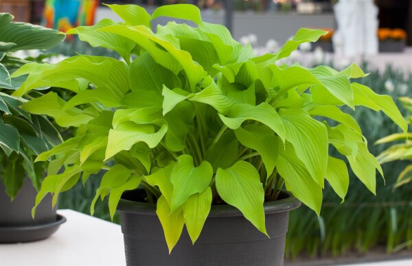 Hosta x fortunei Sun Power 9 cm Topf - Größe nach Saison