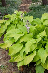 Hosta x fortunei Sun Power 9 cm Topf - Größe nach Saison