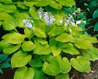 Hosta x fortunei Sun Power 9 cm Topf - Größe nach Saison