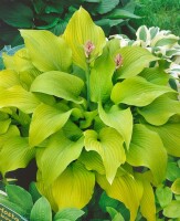 Hosta x fortunei Sun Power 9 cm Topf - Größe nach Saison