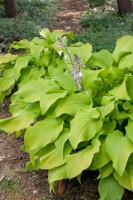 Hosta x fortunei Sun Power 9 cm Topf - Größe nach Saison