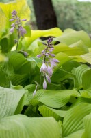 Hosta x fortunei Sun Power 9 cm Topf - Größe nach Saison