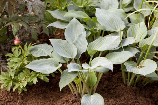 Hosta x tardiana Halcyon 11 cm Topf - Größe nach Saison