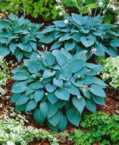 Hosta x tardiana Halcyon 11 cm Topf - Größe nach Saison