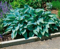 Hosta x tardiana Halcyon 11 cm Topf - Größe nach Saison