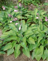 Hosta x tardiana Halcyon 11 cm Topf - Größe nach Saison