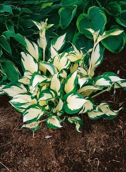 Hosta x tardiana June  -R- 11 cm Topf - Größe nach Saison