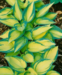 Hosta x tardiana June  -R- 11 cm Topf - Größe nach Saison